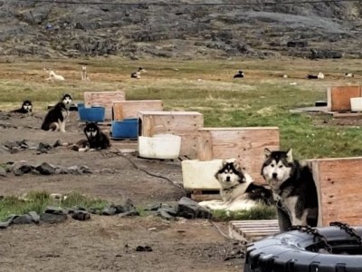 Dogs…in the Arctic
